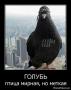 Аватар для Булфер